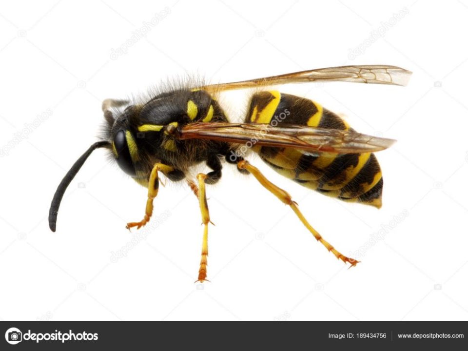 wasp